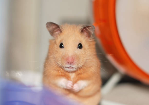 istock Syrian hamster stares at the camera 2151044916
