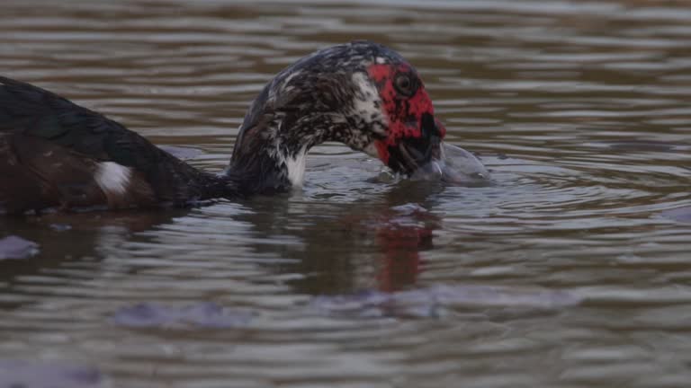 Muscovy duck eating