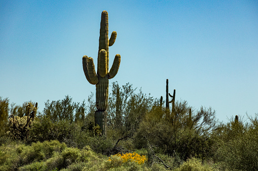 Sun on the Horizon and Saguaro Cactus