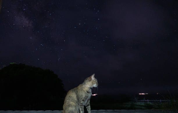 istock Cat gazing at the starry sky 2151047268