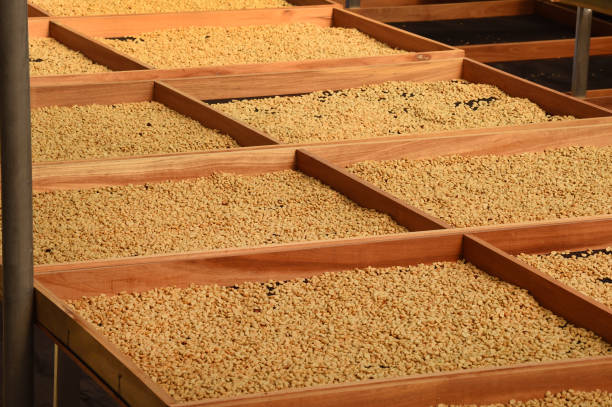 istock Close up of coffee beans drying 2151047526