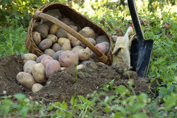 Recent harvest potatoes vary in size and collor are covered in soil, near wicker basket and shovel. Outdoor rustic theme