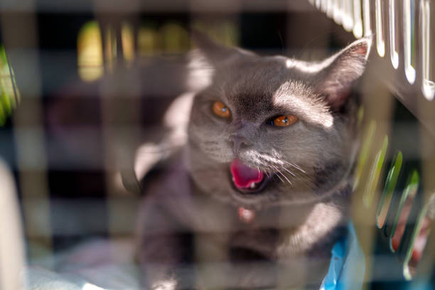 The cute grey cat feels the heat, sticking out its tongue, and rests in a cage to stay cool.