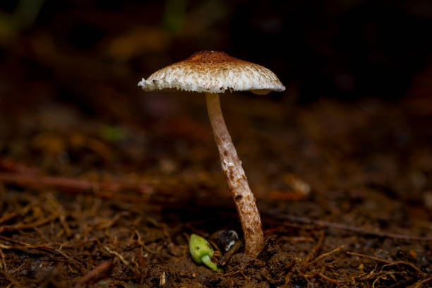 A single mushroom with a brown cap and white underside stands on the forest floor. The delicate fungi emerge from the forest floor, their gills and stems visible. The soft focus background hints at the damp environment where they thrive