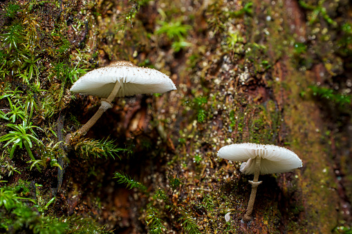 Two white mushrooms are growing on a moss-covered tree trunk, showcasing the intricate details of nature’s small-scale ecosystems. Macro photography