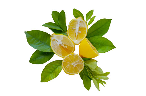 istock Citrus fruit isolated on white background. Lemon cut with green leaves isolated on white background. Vitamin C source. 2151048749