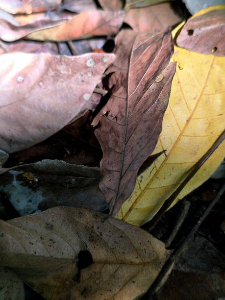 istock dry leaves on the forest floor 2151048993