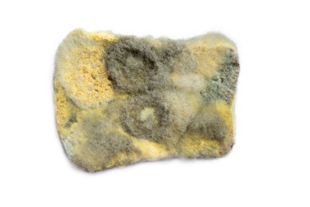 Mold pores on lemon with very pronounced symptoms. Close-up. Selective focus. Penicillium infection on citrus