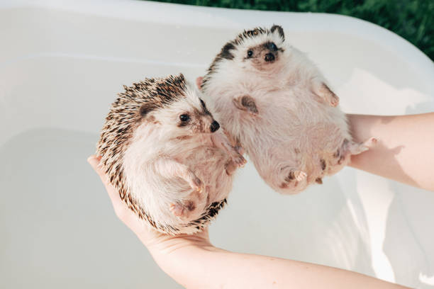 istock Hedgehog hygiene. wet hedgehogs in hands on a bath background.African pygmy hedgehog bathes in a blue bath. process of washing a hedgehog. 2151049105