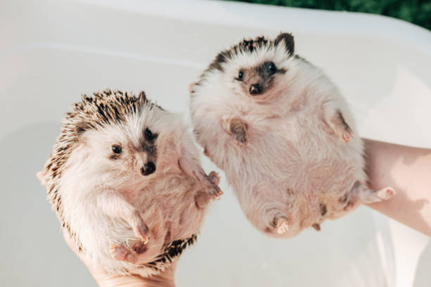 istock Hedgehog bathing.Two wet hedgehogs in hands .African pygmy hedgehog bathes in a blue bath. process of washing a hedgehog. 2151049109