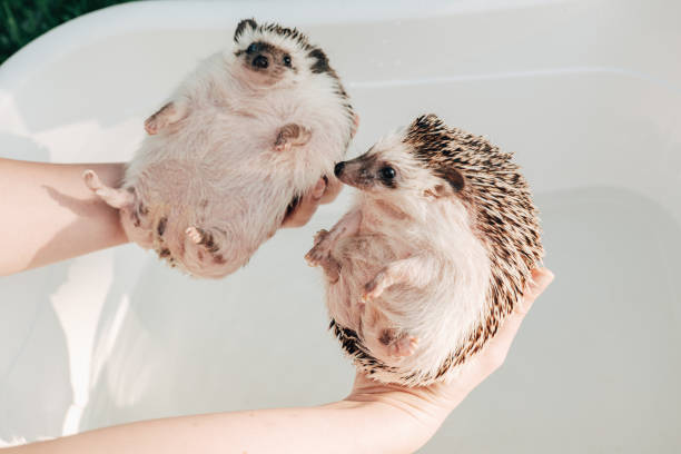 istock Two wet hedgehogs in hands on a bath background.African pygmy hedgehog bathes in a blue bath. process of washing a hedgehog. 2151049110