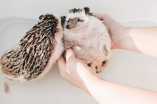 istock Hedgehog bathing.Two wet hedgehogs in hands on a bath background.African pygmy hedgehog bathes in a blue bath. process of washing a hedgehog. 2151049116