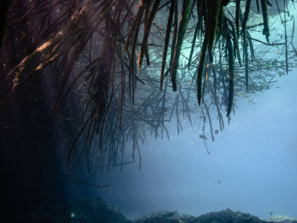 istock Mangroves from under the water 2151050498