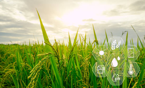 istock Smart agriculture with modern technology for sustainable practices. Rice farm. Smart farming concept. Sustainable agriculture. Precision agriculture. Climate monitoring. Farm management system. 2151050833