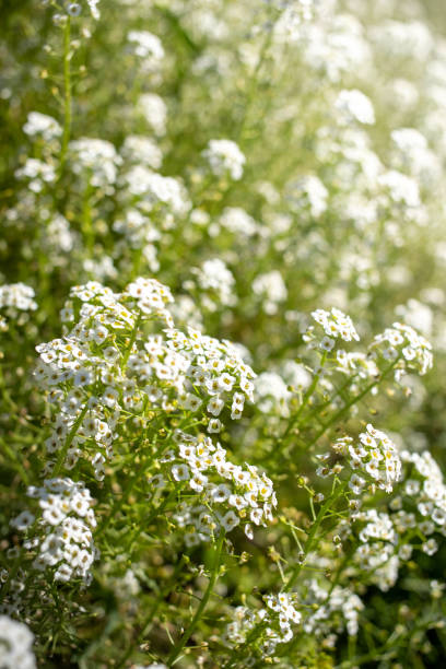 istock White flowers blooming amidst green grass as ground cover. Selective focus. Blurred backdrop. 2151051843