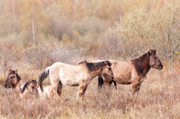 istock Konik Horses in Northern Groningen 2151053176
