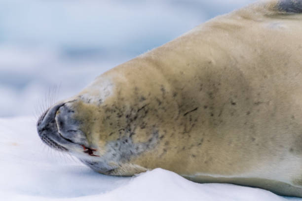 istock Crabeater Seal resting on a sheet of ice 2151053237