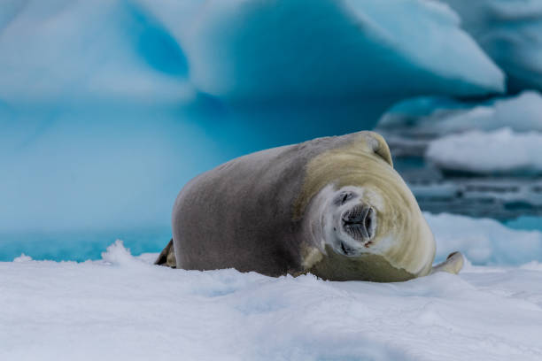 istock Crabeater Seal resting on a sheet of ice 2151053240