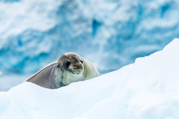 istock Close-up of a Weddell seal 2151053251