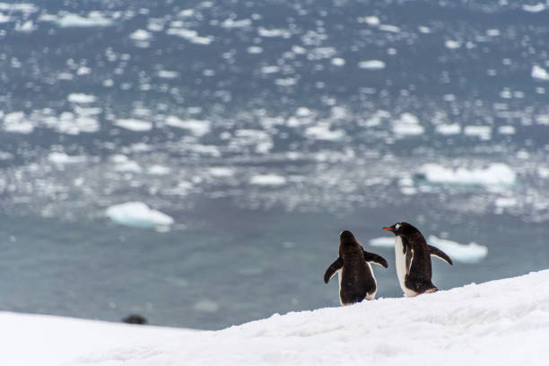 Close-up of a group of Gentoo Penguins -Pygoscelis papua- walking along a penguin highway in a snowy landscape of the colony at Danco island, on the Antarctic Peninsula