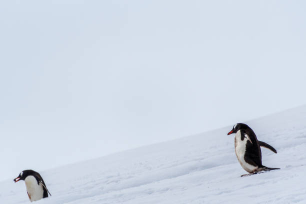 Close-up of a group of Gentoo Penguins -Pygoscelis papua- walking along a penguin highway in a snowy landscape of the colony at Danco island, on the Antarctic Peninsula