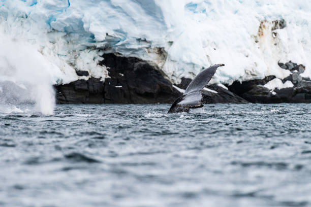 istock Tail of a humpback whale in the Antarctic 2151053316