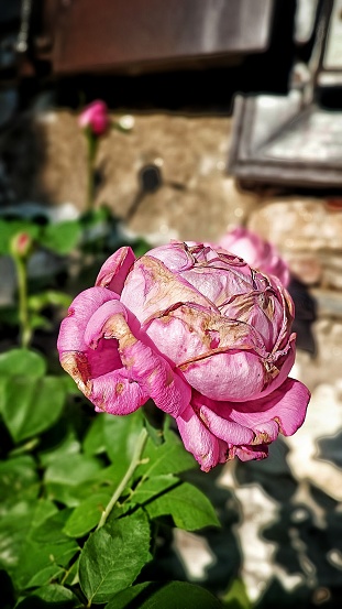 A close-up shot of a huge pink rose in a garden in front of a stone wall and a wooden window.. The green leaves of the plant are visible. And there is a blurred rose bud in the background.
