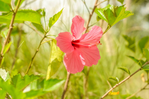 Shoe black plant with a natural background. Also called Hibiscus rosa Sinensis, Chinese hibiscus, China rose, Hawaiian hibiscus, rose mallow and shoeblack plant