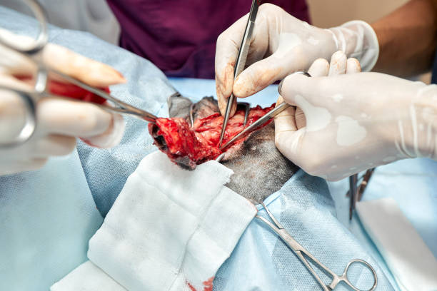 istock Pet operation in operating theatre with surgeon in vet surgery 2151054629