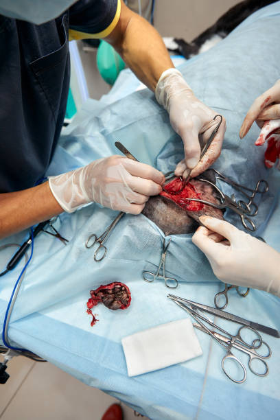 istock Pet operation in operating theatre with surgeon in vet surgery 2151054796