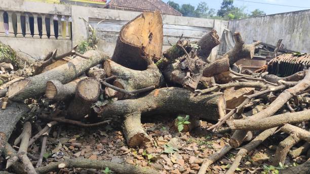 istock Portrait of a tree trunk that has been cut down 2151054871