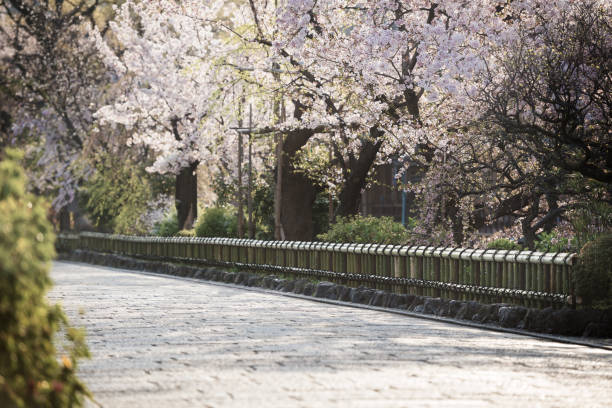 istock Gion Shirakawa, Kyoto in spring 2151055722