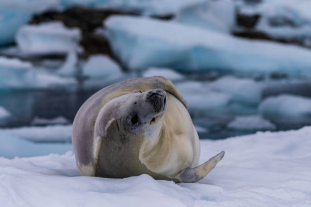 istock Crabeater Seal resting on a sheet of ice 2151056211