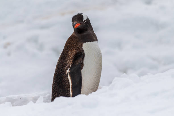 istock Gentoo colony at Danco Island 2151056237
