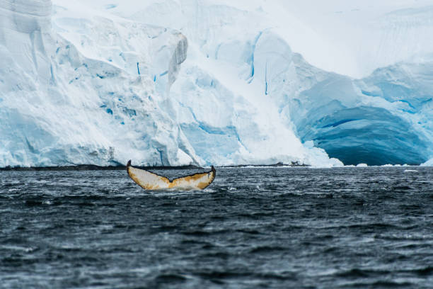 istock Tail of a humpback whale in the Antarctic 2151056273
