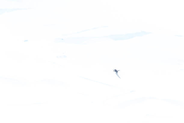 istock Arctic Tern flying in front of a glacier front 2151056281