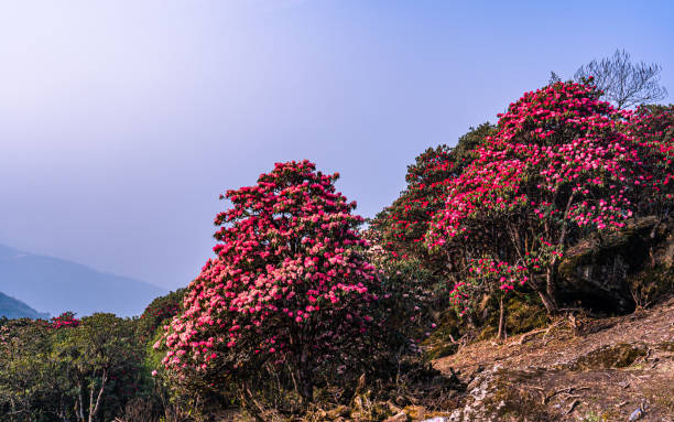 istock blossom rhenodendren flower in Tinjure hill 2151058676