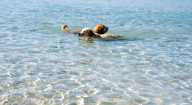 istock Two dogs swimming summer background 2151060560