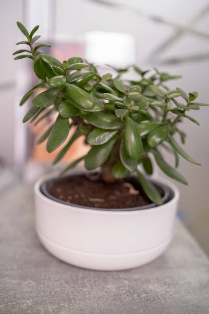 istock Crassula ovata, known as lucky plant or money tree 2151061866