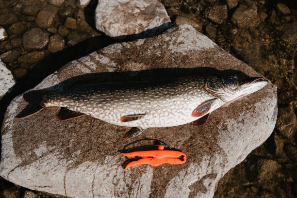 istock large caught fish pike lies on rock on shore 2151062349