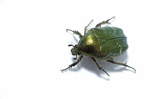 Cetonia aurata, called the rose chafer or the green rose chafer, isolated on white background, studio photo