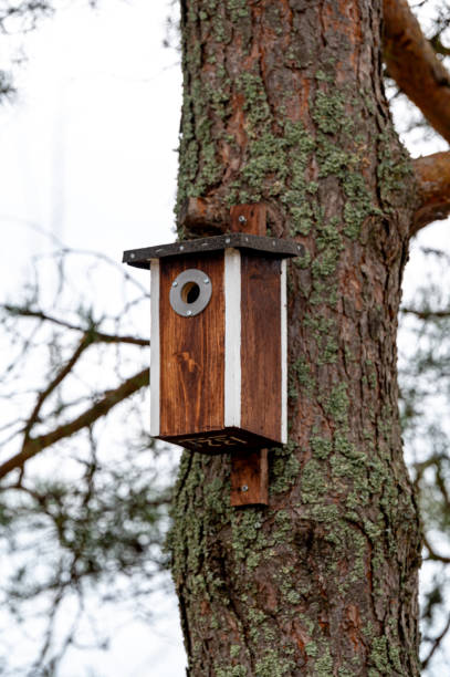 istock Bird house on tree trunk Kumla Sweden 2151065271