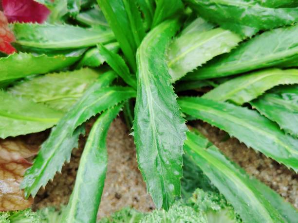istock Eryngium foetidum L. 2151065917