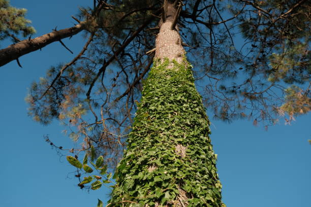 istock ivy on a tree. tree covered with evergreen leaves. green leaves texture. tree completely covered with ivy. natural background 2151066353