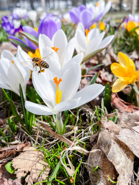 Bee collects nectar from crocus flower on sunny spring day. Pollinators and flowering plants, close up