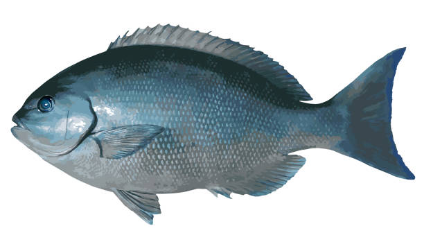 istock Beautiful fish body of a Largescale Blackfish (Onagamejina) 2151066938