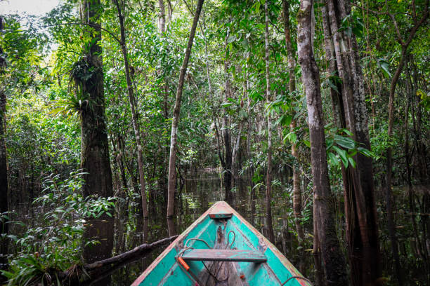 Embark on an Amazonian voyage with this stock photo set capturing a boat journey into the shadowy depths of the jungle. Highlighting the mysterious allure of the dense foliage, these images invite viewers to explore the untamed beauty of the Amazon.