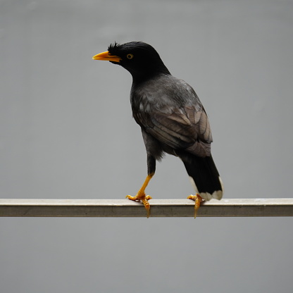 The Javan myna (Acridotheres javanicus), or white-vented myna, is a dark gray bird native to Bali and Java, Indonesia. It sports an orange bill, white wing patches, and striking lemon yellow eyes.
