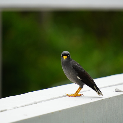 The Javan myna (Acridotheres javanicus), or white-vented myna, is a dark gray bird native to Bali and Java, Indonesia. It sports an orange bill, white wing patches, and striking lemon yellow eyes.