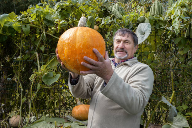istock gray-haired old farmer with a beard holds a large pumpkin in his hands. concept of Thanksgiving, Halloween and harvest 2151068679